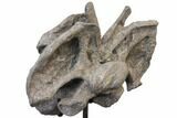 Massive, Apatosaurus Cervical Vertebra On Stand - Colorado #109178-9